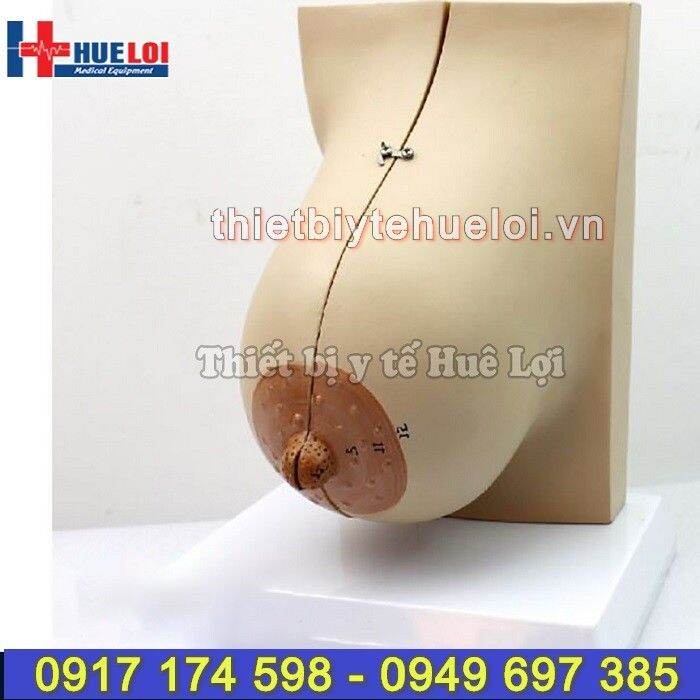 Mô Hình Vú Giá Tốt T082023  Mua tại Lazadavn