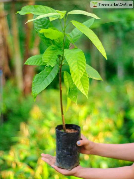 ต้นโกโก้-โกโก้-พร้อมปลูก-สูง50-60ซม-เพาะเมล็ด-ลำต้นสูง-ออกลูกเร็ว-ผลโตจัมโบ้-1ต้น-แพ็ค