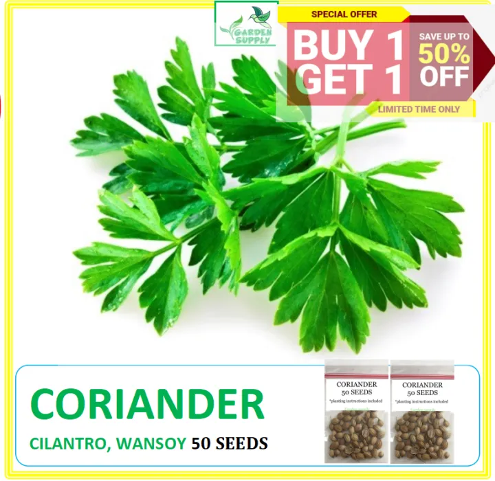 WANSOY CORIANDER CILANTRO HERB (50 SEEDS) Lazada PH