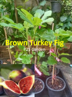 ต้น มะเดื่อฝรั่ง บราวน์ตุรกี Brown Turkey fig ต้นกิ่งตอน