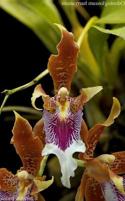 20 เมล็ดพันธุ์ Bonsai เมล็ดกล้วยไม้ กล้วยไม้ โอดอนโทกลอสซัม (Odontoglossum Orchids) Orchid flower Seed อัตราการงอกของเมล็ด 80-85%