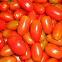 ต้นกล้า มะเขือเทศเชอรี่  มะเขือเทศราชินี    Cherry Tomatoes    กล้าละ  10 บาท   พร้อมปลูก
