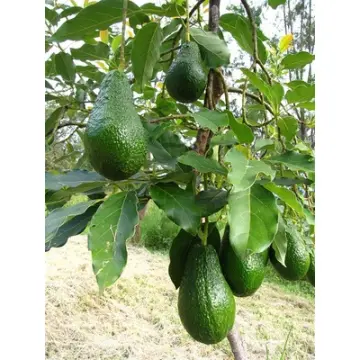 เมล็ดอะโวคาโด ราคาถูก ซื้อออนไลน์ที่ - ก.ค. 2023 | Lazada.co.th เมล็ดอะโวคาโด ราคาถูก ซื้อออนไลน์ที่ - ก.ค. 2023 | Lazada.Co.Th