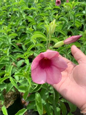 ต้นบานบุรี(เหลือง/ม่วง)#Allamanda cathatica ไม้ดอกกลางแจ้งปลูกง่าย ออกดอกตลอดปี ชอบแสงแดดจัด สูงประมาณ25-35cm.ถุงดำขนาด4.5*9นิ้ว