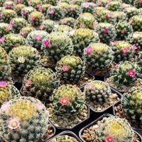 แมมขนนกเหลือง คละสีดอก Mammillaria Schiedeana