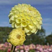 1 เหง้า/ชุุด รักเร่ Dahlia Bulb สายพันธุ์ Jowey Martina หัวรักเร่ ดอกไม้ ดอกรักเร่ เหง้า นำเข้า ยุโรป หัวสดใหม่ ผ่านการแช่เย็นแล้ว