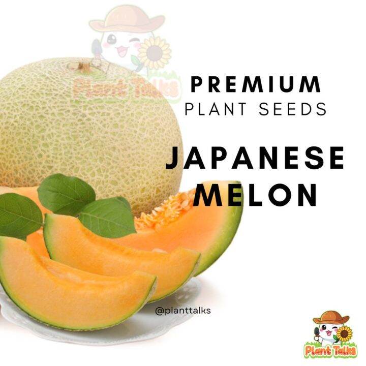 Japan Melon Seed Japanese Fruit Seed High Germination Rate Plant
