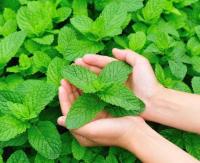 *Easy* Lemon Balm Mint seeds - 100 seed ( REAL SEED )*Pot Friendly* - ต้นไม้มงคล เมล็ดพันธุ์ผัก เมล็ดดอกไม้ ไม้ประดับ เมล็ดพันธุ์ ต้นไม้