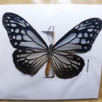 Real Butterfly Specimens Suitable for Collection Home Decoration Ornaments Handmade Materials 7 styles