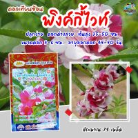 เมล็ดดอกเทียนซ้อน พิงค์กี้ไวท์ BALSAM เมล็ดพันธุ์ดอกเทียนซ้อน เมล็ดพันธุ์ดอกไม้ เมล็ดดอกไม้ตราภูเขาทอง