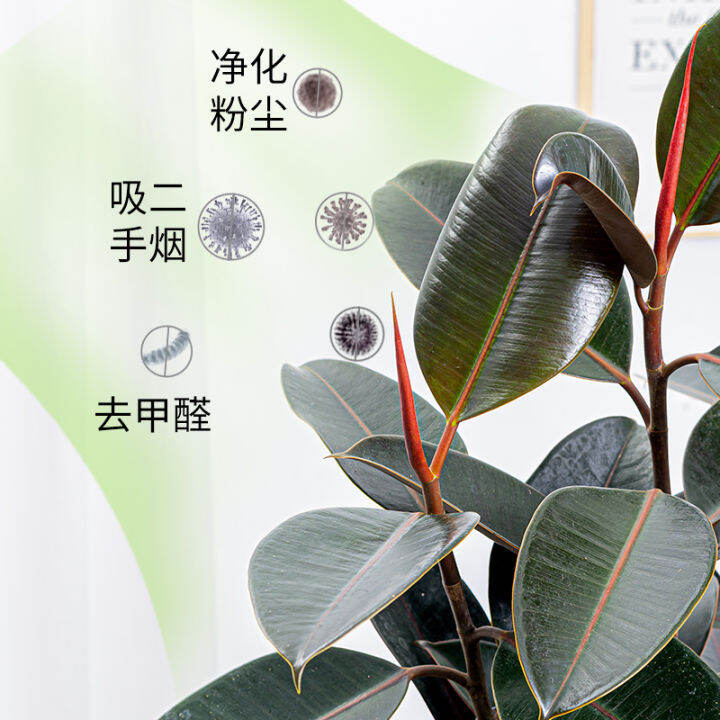 Rubber Tree Black King Kong Potted Indoor Living Room Flowers Absorb