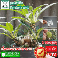 เม็ดมะพร้าวทะเลทราย Dorstenia seeds. ขายเมล็ดมะพร้าวทะเลทราย 1 ซอง บรรจุ 100 เมล็ด เป็นพันธุ์ใบยาว เก็บใหม่ทุกเช้า