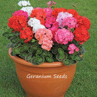 ปลูกง่าย ปลูกได้ทั่วไทย ของแท้ 100% 100Pcs เจอราเนียม Multi Color Geranium Seeds Flower Seeds เมล็ดดอกไม้ ต้นไม้ฟอกอากาศ ต้นไม้มงคล ไม้ประดับ อุปกรณ์ทำสวน ดอกไม้ปลูก จัดสวน ดอกไม้ปลูก บอนไซ แต่งบ้านและสวน Plants Seeds for Home &amp; Garden