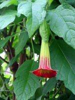 35 เมล็ดพันธุ์ เมล็ด เมล็ดพันธุ์ ต้นดอกระฆัง ดอกลำโพง แตรนางฟ้า Datura metel L. Angel Trumpet seed. อัตราการงอกสูง 80-85%