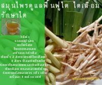 รากหญ้าคา สด ช่วยรักษาป้องกันความดันโลหิตสูง 50 กรัม