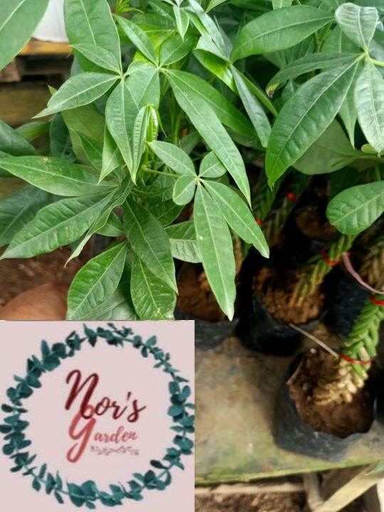 Money Tree Plant Lazada PH