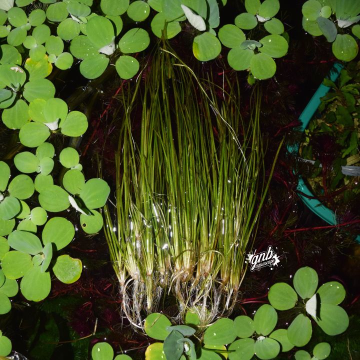 VALLISNERIA NANA TANAMAN AQUASCAPE 20 BATANG | Lazada Indonesia