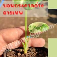 1 ต้น ใหม่ !! Alocasia macrorrhizos ต้นบอนกระดาดด่างขาว ต้นแม่ด่างแท้ จัดส่งพร้อมกระถาง