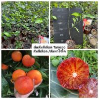 Woww สุดคุ้ม ต้นส้มเลือด Tarocco Orange/ส้มทาโร่ เสียบยอด ราคาโปร พรรณ ไม้ น้ำ พรรณ ไม้ ทุก ชนิด พรรณ ไม้ น้ำ สวยงาม พรรณ ไม้ มงคล