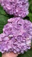 ( Pro+++ )++ ต้นไฮเดรนเยีย พันธุ์เบา ขนาดถุง Hydrangea ม่วง/ฟ้า/ขมพู ราคาดี ต้นไม้ ฟอก อากาศ กระถาง ต้นไม้ ไม้ ประดับ ต้นไม้ ปลูก ใน บ้าน