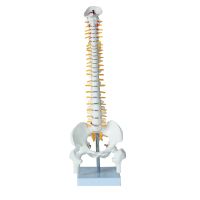 D HEYMODEL45CM sea model of the human body vertebra spinal joint model skeleton skeleton model model