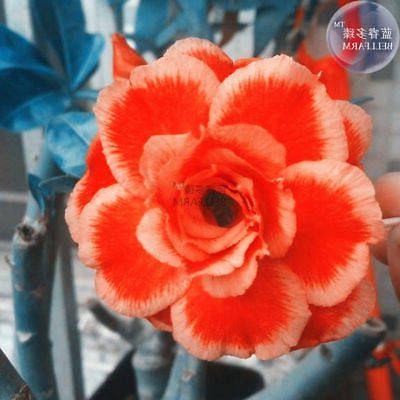 10 เมล็ด เมล็ดพันธุ์ Bonsai ชวนชม สายพันธุ์ไต้หวัน สีส้ม Adenium Seed กุหลาบทะเลทราย Desert Rose ราชินีบอนไซ มีคู่มือปลูก นำเข้าจากไต้หวัน