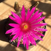 กระบองเพชร (Cactus) แมมกูลโซเวียนน่า (Mammillaria guelzowiana) ดอกสีชมพูเข้ม จัดส่งทั้งกระถาง