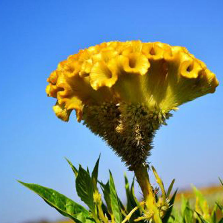 เก็บเงินปลายทาง-cod-200-แคปซูลต่อแพ็ค-เมล็ดพันธุ์-สร้อยไก่-celosia-plumosa-seeds-เมล็ดพันธุ์-ต้นไม้ประดับ-เมล็ดดอกไม้-ต้นไม้-ไม้ประดับ-เมล็ด-ไม้ดอก-พันธุ์ไม้ดอก-ต้นดอกไม้-ต้นไม้หายาก-ต้น-บอนสี-เมล็ดบอ