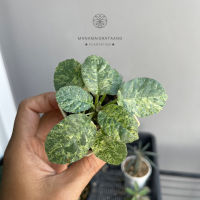 มะพร้าวทะเลทรายใบกลมด่าง Dorstenia Foetida Variegata