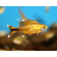 cá nana tetra vàng thủy sinh thumbnail
