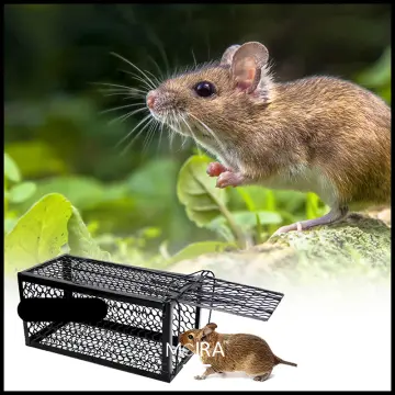 Mouse Catcher Safe Firm Humane Reusable Plastic Rodents Trap Firm