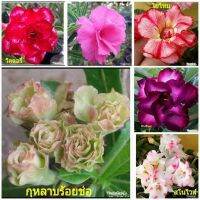 11 เมล็ด เมล็ดพันธุ์ Home Seed  ชวนชม สายพันธุ์ฮอลแลนด์ คละสี Adenium Seeds กุหลาบทะเลทราย Desert Rose ราชินีบอนไซ อัตรางอกสูง 80-90% มีคู่มือปลูก