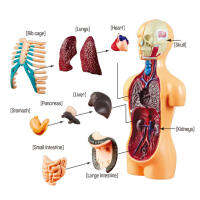 Dolity วิทยาศาสตร์หุ่นจำลองร่างกายมนุษย์สาธิต Human Anatomy จอแสดงผลการศึกษาของเล่น DIY