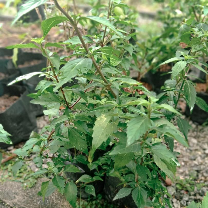 RARE / EXOTIC / NADIR Misai Kucing / Java Tea (Orthosiphon aristatus