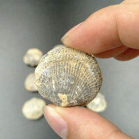 100% Natural Atrypa Fossil Marine Fossils Devonian Period Stone Specimen ตัวอย่างวิทยาศาสตร์