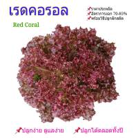 เมล็ดผักสลัด เรดคอรอล Rde Coral 100 seeds พร้อมคำแนะนำการเพาะเมล็ด ราคาประหยัด อัตรางอก 70-85% ผักสวนครัว เมล็ดพันธุ์