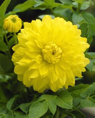 เหง้า หัวไม้ ดอกรักเร่ หรือดอกดาห์เลีย (Dahlia) Dahlia Sun Glow ดอกใหญ่ สินค้านำเข้า เหง้าแข็งแรงใหญ่ ผ่านการแช่เย็นมาแล้ว พร้อมปลูก และ ออกดอก ดอกรักเร่นั้นมีความหมายถึง ความสูงศักดิ์ ความสง่างาม ตลอดกาล
