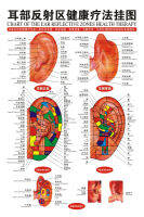 40*60ซม. มาตรฐานหู Acupoints แผนภูมิหูฝังเข็มนวดผนังแผนภูมิการฝังเข็มจีนและอังกฤษ
