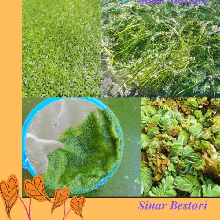 Wolfia Duckweed Hydrilla Water Plant Floating Aqua Kiambang Salvinia