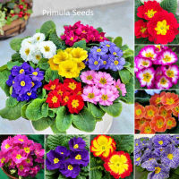 ปลูกง่าย ปลูกได้ทั่วไทย ของแท้ 100% 100 เมล็ด Multicolor Primula Seeds Flower Seeds เมล็ดดอกไม้ ต้นไม้ฟอกอากาศ เมล็ดพันธุ์ผัก ดอกไม้ตกแต่ง ดอกไม้จริง ไม้ดอกไม้ประดับ แต่งบ้านและสวน บอนไซ Plants พันธุ์ไม้ดอก เมล็ดดอกไม้