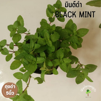 ต้นมินท์ดำ (black mint) สมุนไพรฝรั่ง มีกลิ่นหอม สดชื่น ช่วยผ่อนคลาย คลายเครียดได้ดี ส่งแบบถุงดำ5นิ้ว