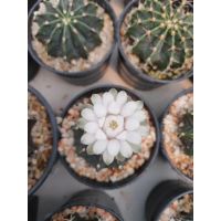 โปรดีล คุ้มค่า ยิมโน LB ลูกผสม LB hybrid Cactus ของพร้อมส่ง พรรณ ไม้ น้ำ พรรณ ไม้ ทุก ชนิด พรรณ ไม้ น้ำ สวยงาม พรรณ ไม้ มงคล