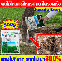 ?ตรงไปที่ราก!!? ยากำจัดต้นไม้ สารกำจัดกอไผ่ ผงกำจัดต้นไผ่ ยาฆ่าตอไม้ 500g สูตรเข้มข้น กำจัดวัชพืชรากเน่า ผลติดทนนาน ไม่เป็นอันตรายต