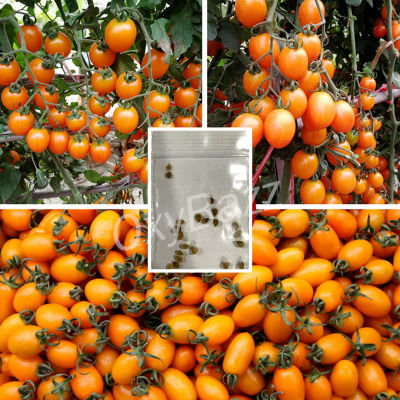 เมล็ดพันธุ์มะเขือเทศเชอรี่เหลือง 20เมล็ด มะเขือเทศเชอรี่สีเหลือง [10แถม1] Cherry Tomato