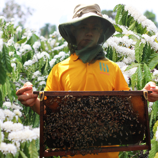 Hcmmật ong hoa cà phê nguyên chất - mật ong họ hồ - chai thủy tinh 420gr - ảnh sản phẩm 3