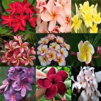 30 เมล็ดพันธุ์ เมล็ด ลั่นทม หรือ ลีลาวดี สายพันธุ์แคระ Frangipani Plumeria Seed นำเข้าจากฮาวาย อัตราการงอก 80-85%