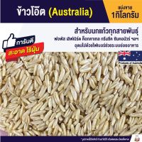 PTP14aawv ข้าวโอ๊ต Australia อาหารเสริมสำหรับนก รับประกันความสะอาด ร่อนฝุ่นทุกถุง (แบ่งขาย 1kg.) XCODEBF อาหารสัตว์ ของเล่นแมว ของเล่นหมา อาหารแมว อาหารหมา