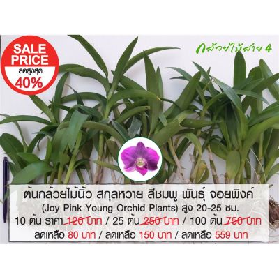 (promotion++) ต้นกล้วยไม้นิ้ว สกุลหวาย สีชมพู จอยพิงค์ (Dendrobium Joy Pink Plant) สุดคุ้มม ต้นไม้ ฟอก อากาศ กระถาง ต้นไม้ ไม้ ประดับ ต้นไม้ ปลูก ใน บ้าน