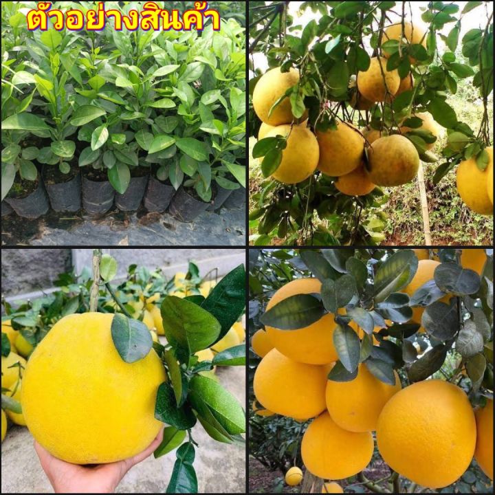 ต้นส้มโอเหลืองไต้หวัน-เหลืองทองเงา-ทาบกิ่งสูง-50-70ซม-พันธุ์แท้-100-รับประกัน