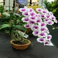 30 เมล็ดพันธุ์ เมล็ดดอกกล้วยไม้  ฟาแลนนอปซิส (Phalaenopsis Orchids) Orchid flower seeds อัตราการงอก 80-85%